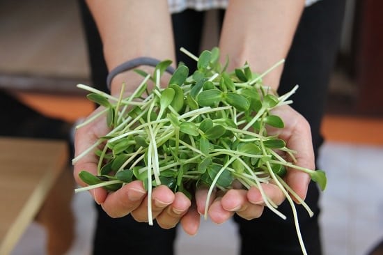 Sunflower Sprouts Benefits3