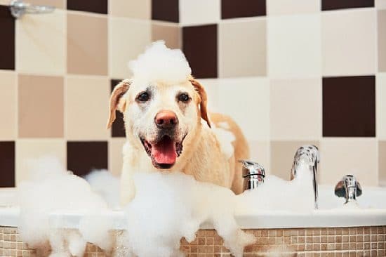 Dog Hair Loss Home Remedies5