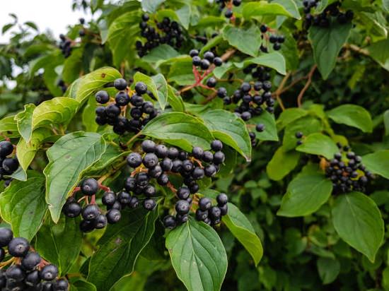 Chokeberry Tea Health Benefits1