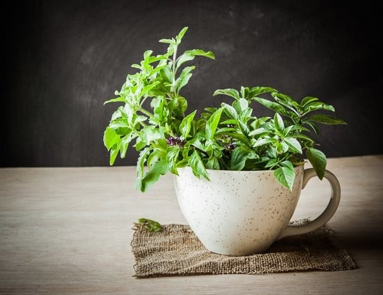 Benefits of Eating Basil Leaves On Empty Stomach4