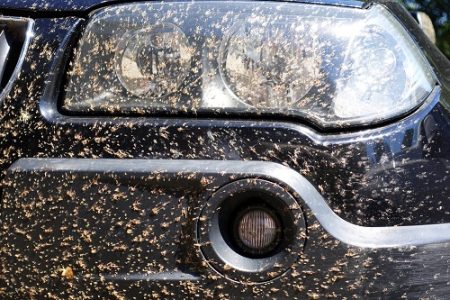 13 Home Remedies on How to Get Bugs Off Car | Remove Bugs From Car