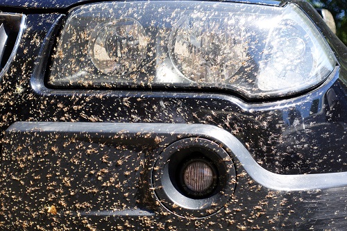 How to Remove Bugs From Your Car