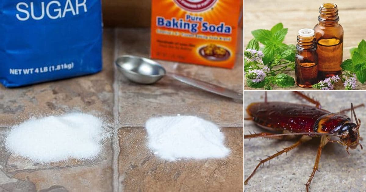 How To Get Rid Of Cockroaches With Baking Soda