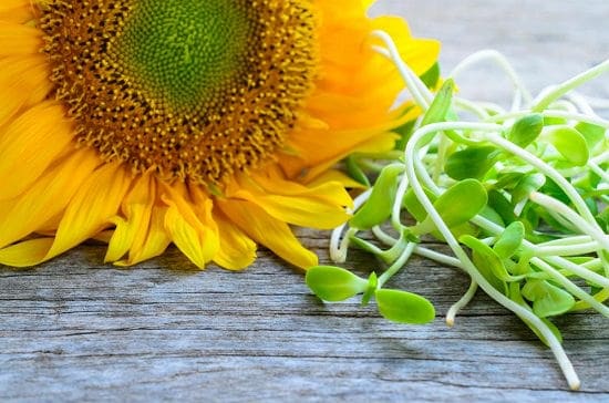 Sunflower Sprouts Benefits1