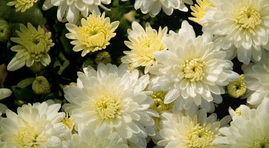 chrysanthemum