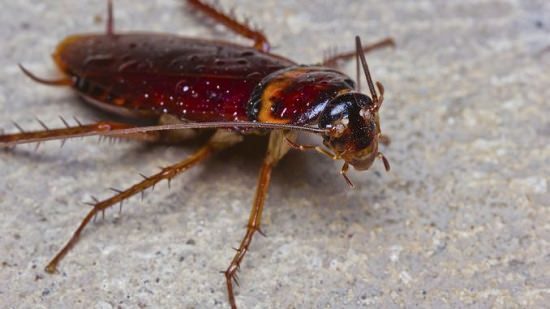 how to get rid of cockroaches home remedies3