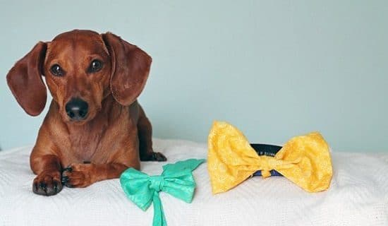 5 Minute No Sew DIY Easter Bowtie