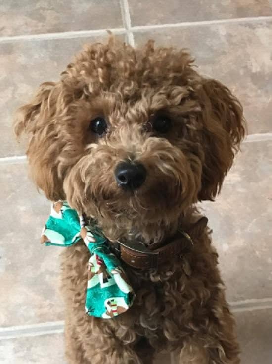 DIY Holiday Dog Bow Tie