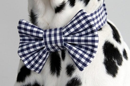 DIY Dog Bow Tie3