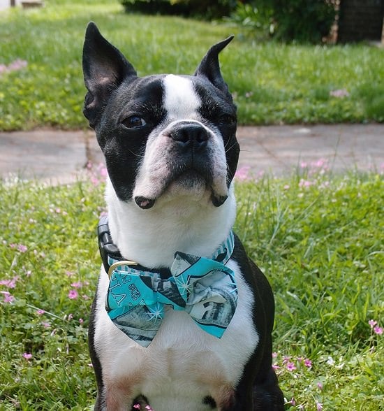 23 DIY Dog Bow Tie For A Party Makeover ⋆ Bright Stuffs