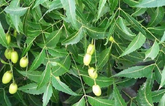 neem leaves