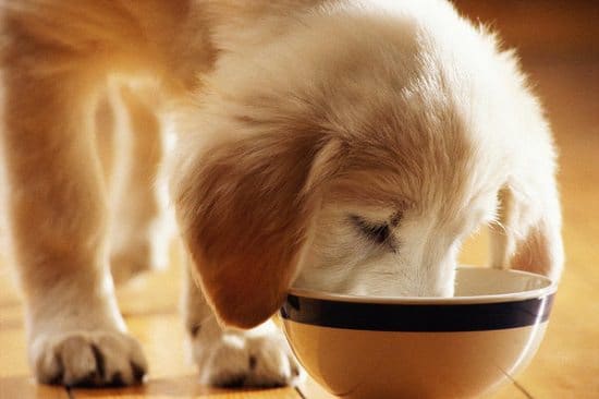 Homemade Dog Food Recipes Vet Approved1