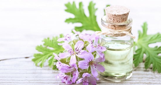 Rose Geranium Oil