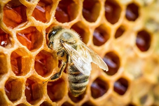 Melipona Honey Uses