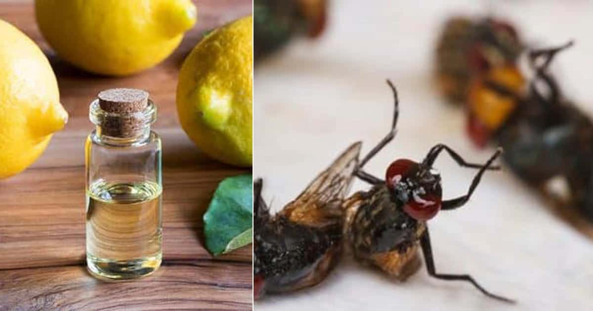 17 Essential Oils to Get Rid of Flies Naturally ⋆ Bright Stuffs