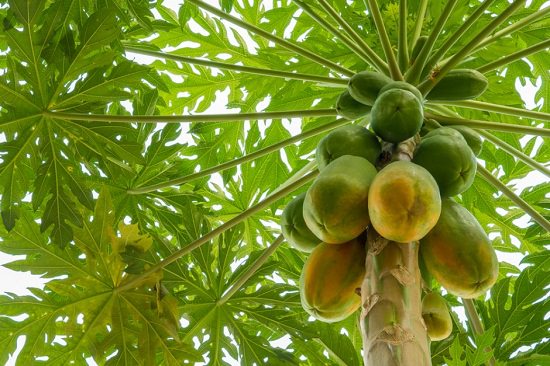 Papaya Roots Health Benefits1
