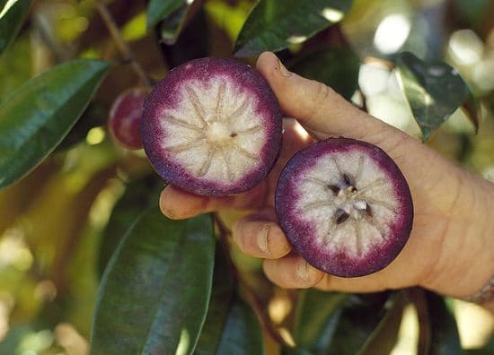 Star Apple Leaves Health Benefits1