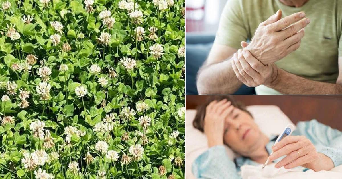 White Clover Uses Benefits Of White Clover ⋆ Bright Stuffs