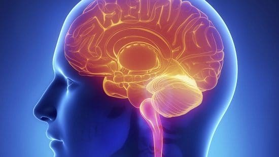 Copper Stimulates Brain Function