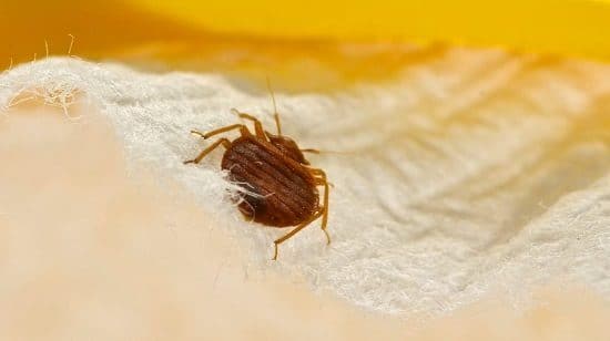 How to Get Rid of Dust Mites Naturally3