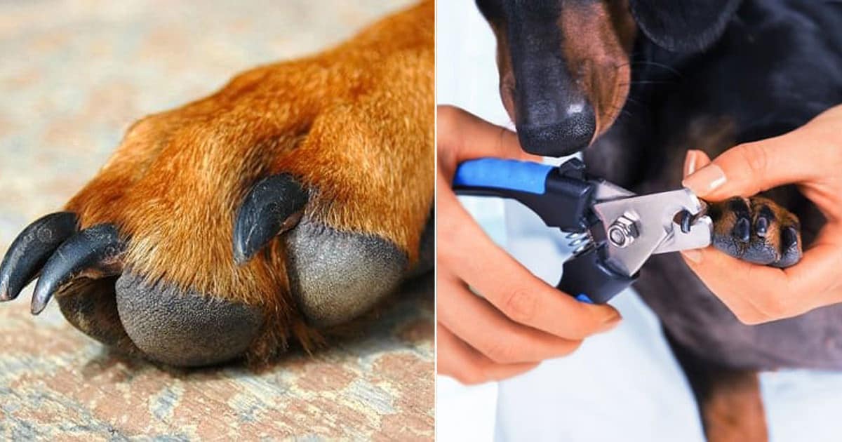 Dog Brittle Nails Remedy and The Possible Causes ⋆ Bright