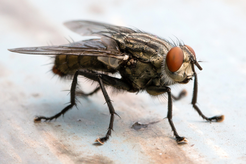 Essential Oils to Get Rid of Flies 1