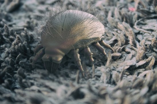 How to Get Rid of Dust Mites Naturally1