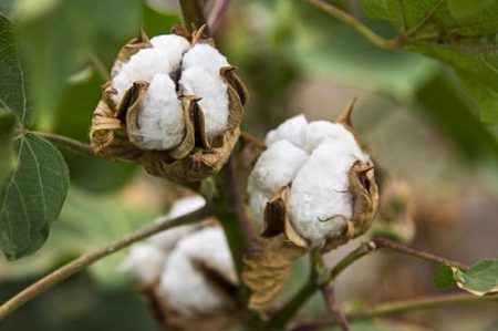 7 Unknown Benefits of Cotton Leaves ⋆ Bright Stuffs