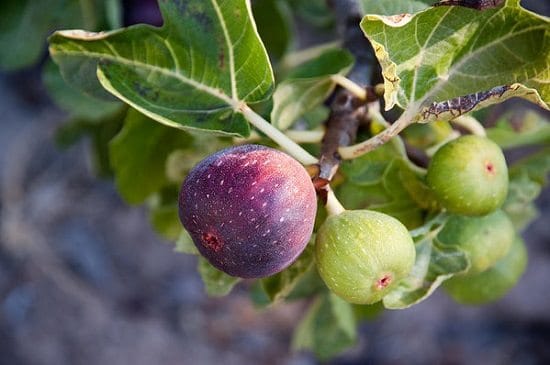 Fig Tree Leaves Tea Benefits1