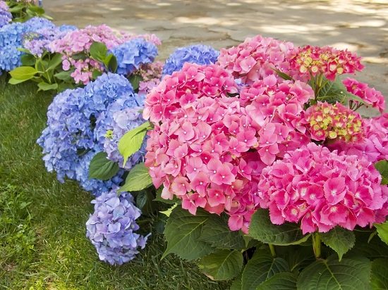 Hydrangea Root Benefits1