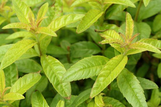 Lemon Verbena Tea Benefits1