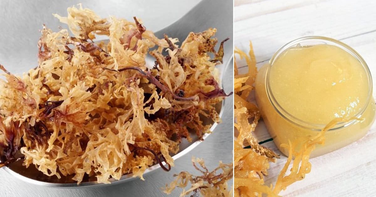 4 How To Make Irish Moss Hair Gel Recipes ⋆ Bright Stuffs