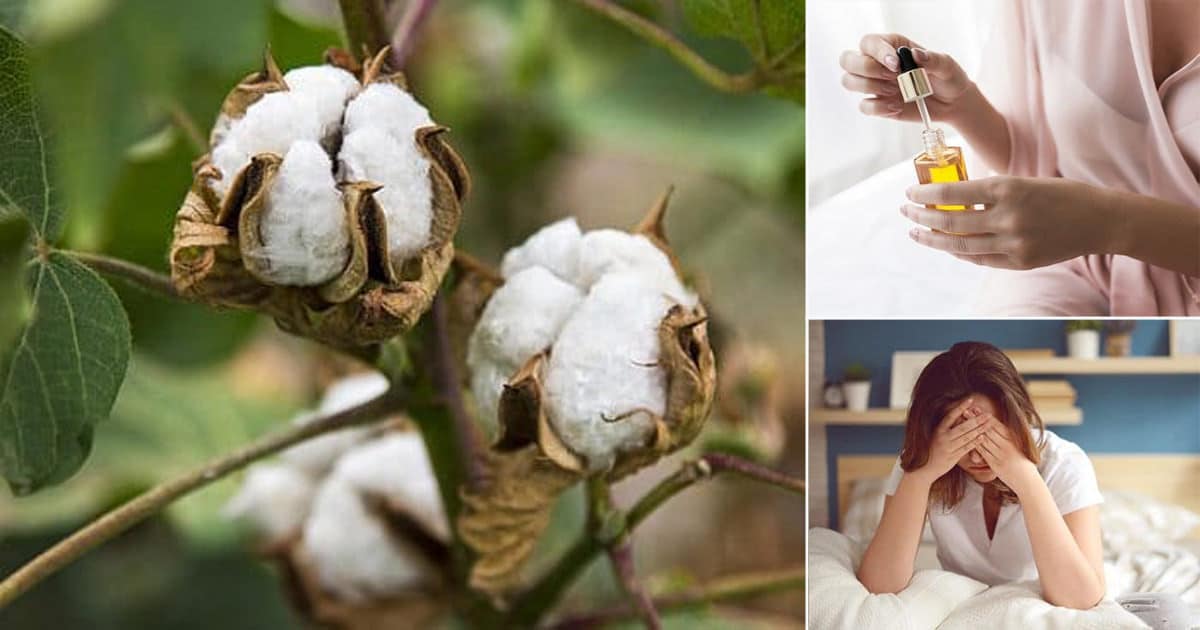 7 Unknown Benefits of Cotton Leaves ⋆ Bright Stuffs 7 Unknown Benefits of Cotton Leaves ⋆ Bright Stuffs
