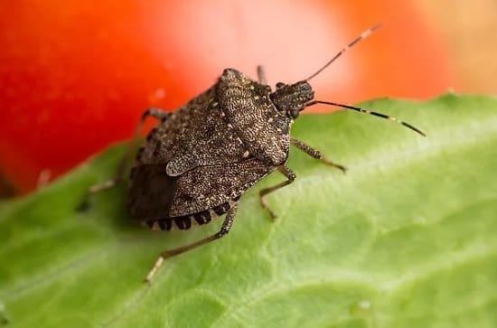 How to Get Rid of Stink Bugs With Essential Oils1