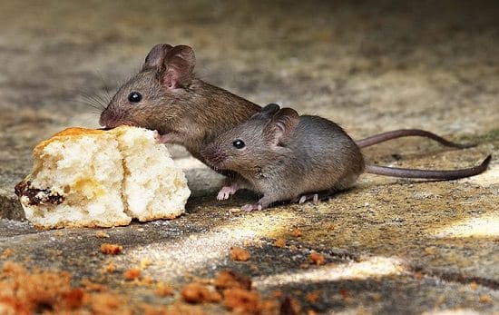 Does Boric Acid Kill Mice2