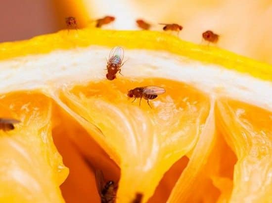 Essential Oils to Get Rid of Fruit Flies2