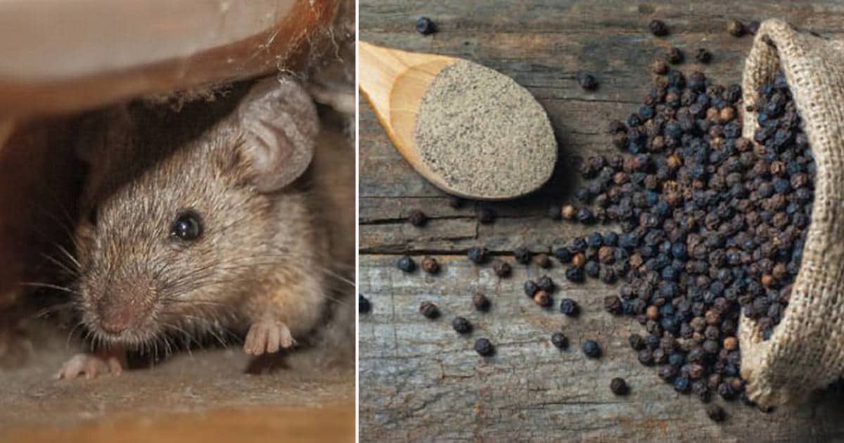 How to Get Rid of Rats With Black Pepper ⋆ Bright Stuffs - How To Get Rid Of Rats With Black Pepper