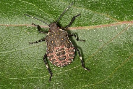 How to Get Rid of Stink Bugs With Essential Oils | How to Prevent Stink ...