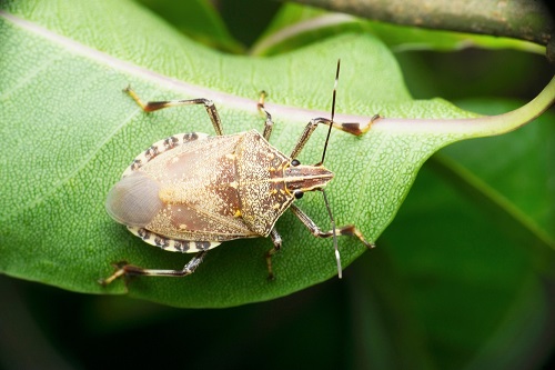 How to Prevent Shield Bugs From Entering Your Home and Garden?