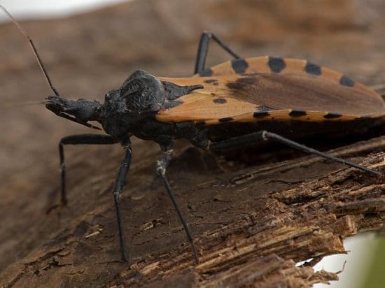 Where Do Kissing Bugs Hide in a Home1