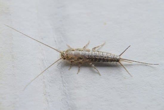 Does Bleach Kill Silverfish1