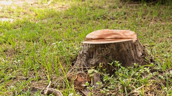 How to Get Rid of a Tree Stump With Charcoal1