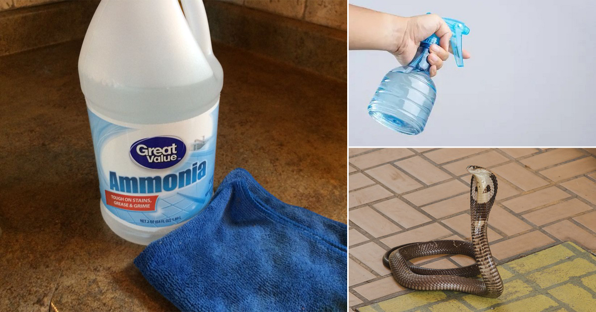 Does Ammonia Repel Snakes Does Ammonia Keep Snakes Away