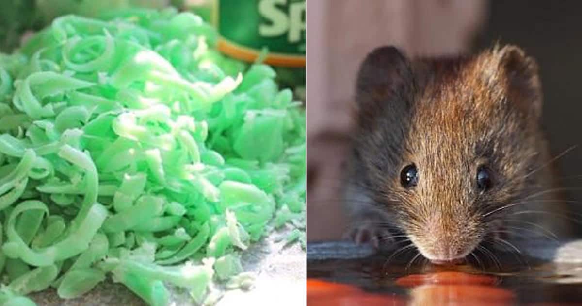 How to Repel Mice with Irish Spring Soap - The Homespun Hydrangea