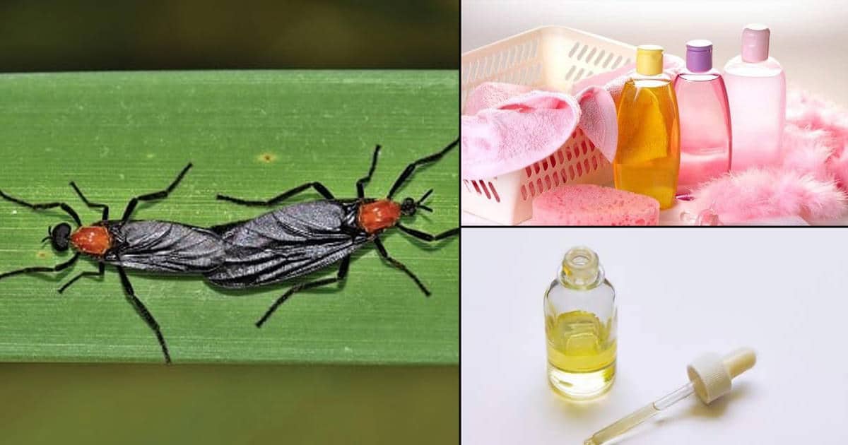 Quick Ways On How To Get Rid Of Love Bugs With Baby Oil Bright Stuffs