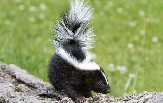 How to Get Rid of Skunks With Ammonia1