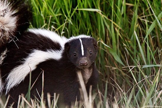 How to Get Rid of Skunks With Ammonia3