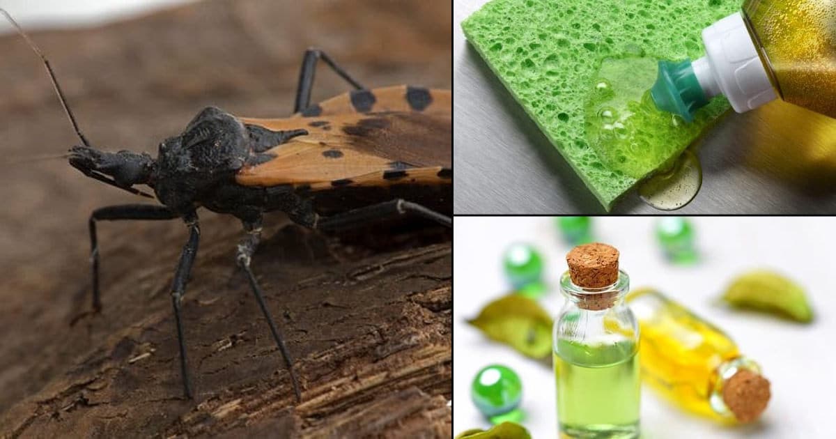 Where Do Kissing Bugs Hide in a Home ⋆ Bright Stuffs