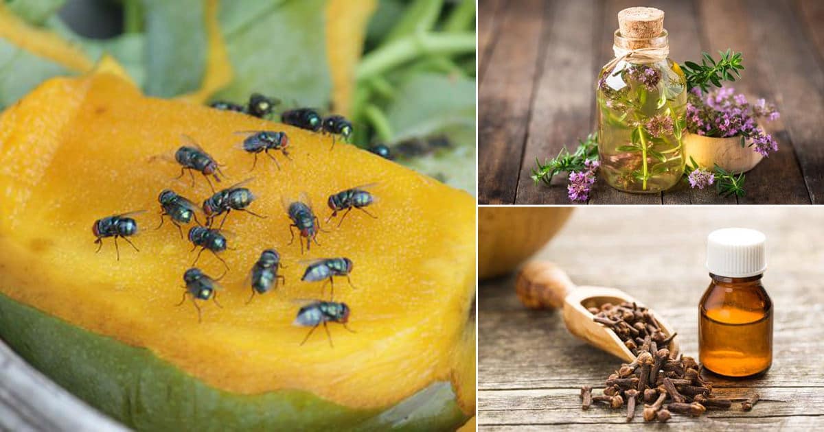 7-potent-essential-oils-to-get-rid-of-fruit-flies-bright-stuffs