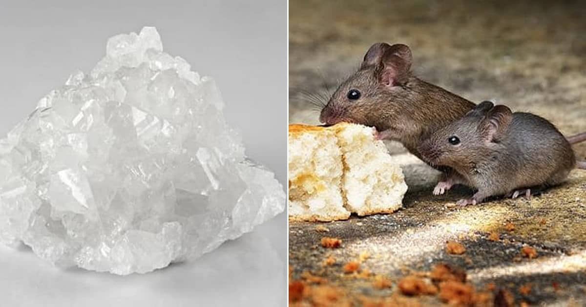 Does Boric Acid Kill Mice | Does Boric Acid Repel Mice ⋆ Bright Stuffs